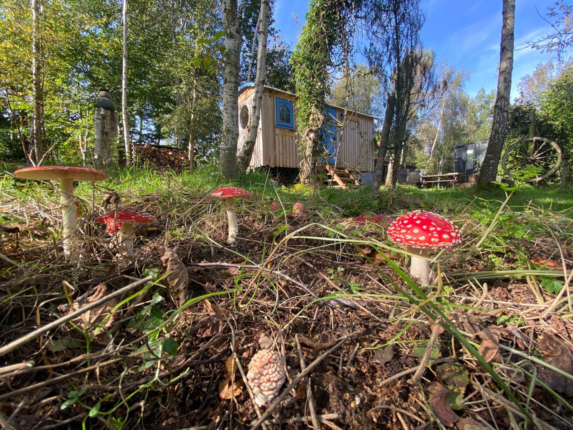 Sapphire Forest Garden Shepherd'S Hut Church Stretton Bagian luar foto
